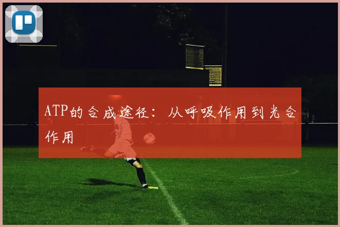 ATP的合成途径：从呼吸作用到光合作用