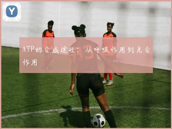 ATP的合成途径：从呼吸作用到光合作用